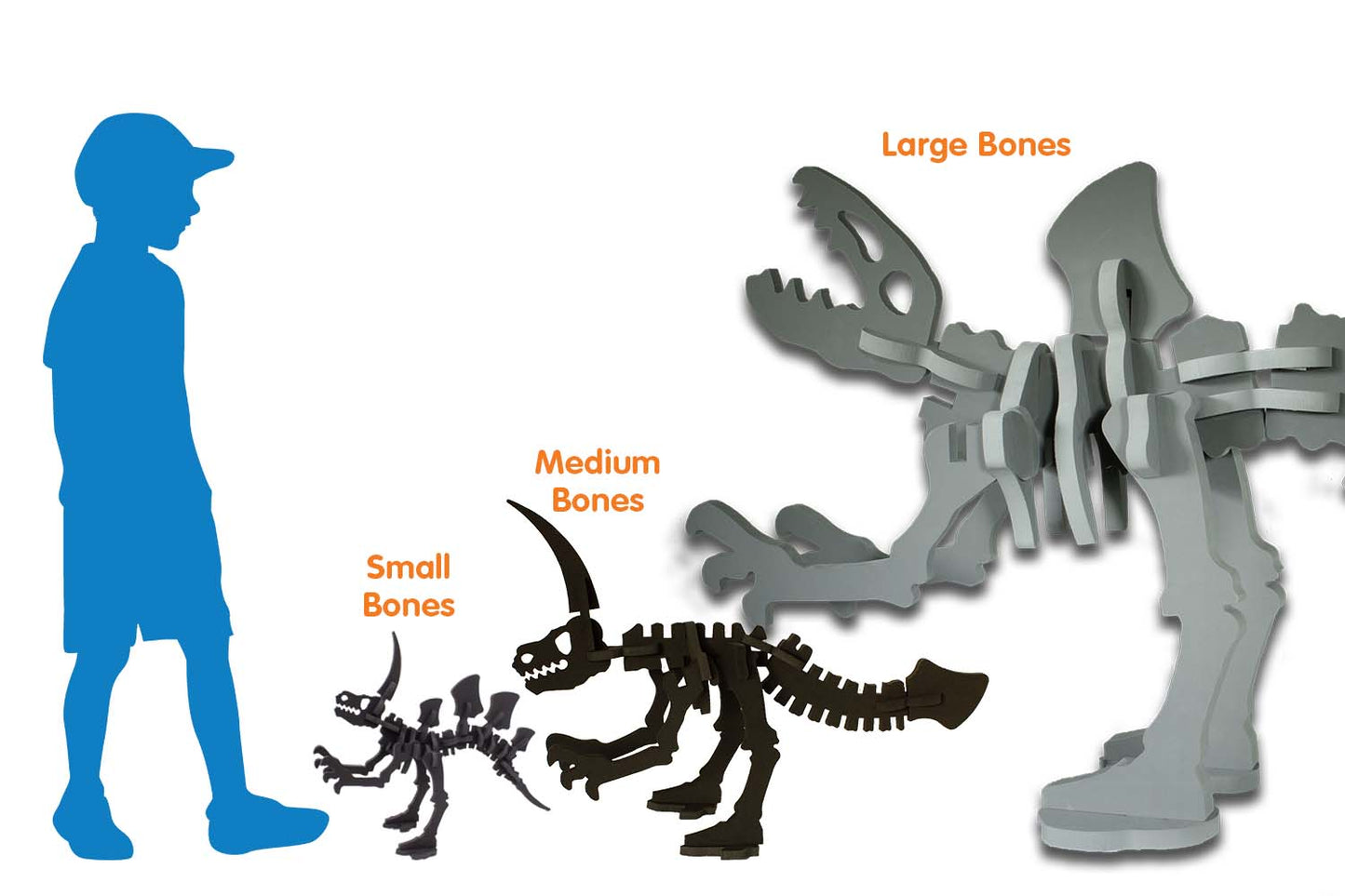 Tabletop Dino Bones